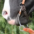 Prof. Choice | Bob Avila Copper Snaffle Bit