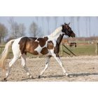 HollandAnimalCare glitter spray - ezüst