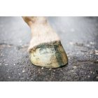 HollandAnimalCare glitteres patafény - pink