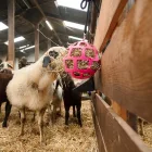 HollandAnimalCare unaloműző széna labda - narancssárga