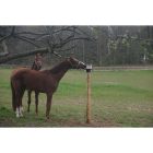 HollandAnimalCare nyalósó tartó oszlopra