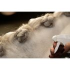 HollandAnimalCare unikornisos csillogó spray - zöld