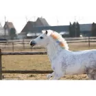 HollandAnimalCare unikornisos sörényszínező kréta