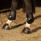 Harry's Horse Next bokavédő