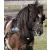 Zilco SL Sportz Shetland/Small Pony egyes fogathám (Fekete)