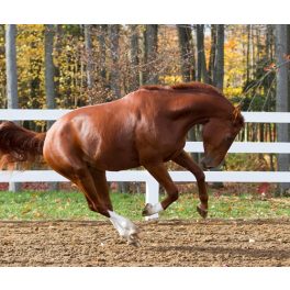 TELJESÍTMÉNY-VISELKEDÉS